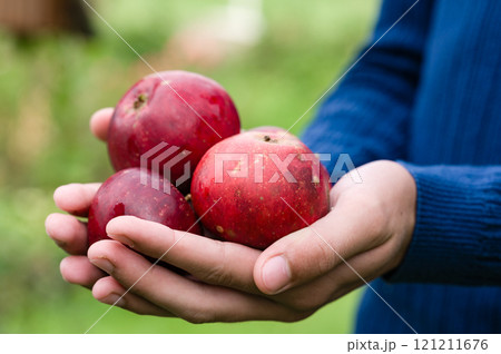 Hands holding fresh red apples outdoors 121211676