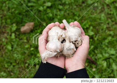 Hands holding freshly harvested garlic bulbs against a green grassy background. Hands holding freshly harvested garlic bulbs against a green grassy background. 121211683
