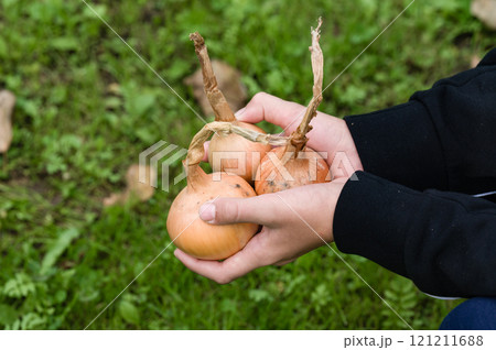 Hands holding freshly harvested onions in a garden. Hands holding freshly harvested onions in a garden. 121211688