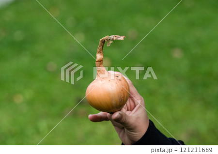 Hand holding a freshly harvested onion against a green background Hand holding a freshly harvested onion against a green background 121211689