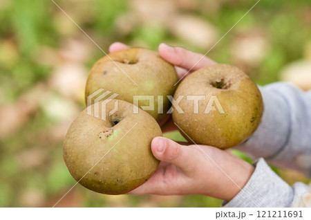 Hands holding three ripe, green apples outdoors. 121211691