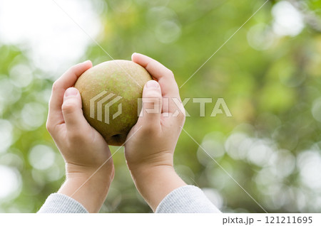Hands holding a green fruit outdoors 121211695