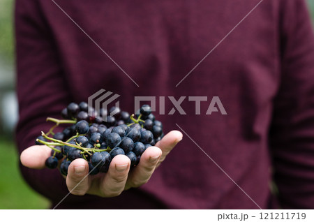 Hand holding fresh dark grapes Hand holding fresh dark grapes 121211719