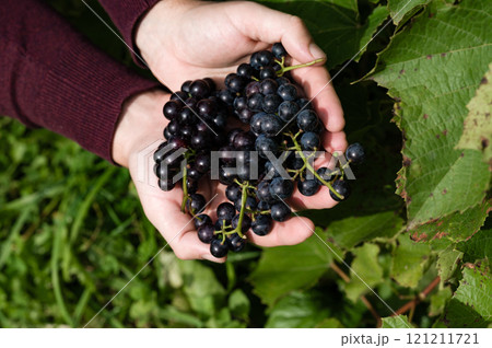 Hands holding freshly picked dark grapes from a vine. Hands holding freshly picked dark grapes from a vine. 121211721