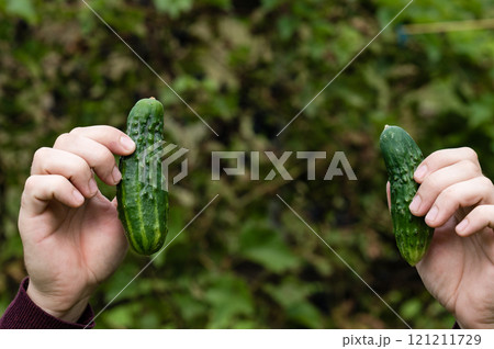 Two hands holding fresh, green cucumbers against a leafy backdrop. 121211729