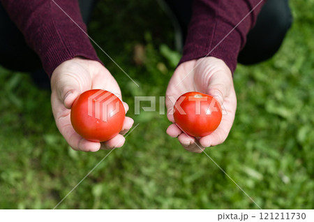 Hands holding two ripe red tomatoes against a green grassy background. 121211730