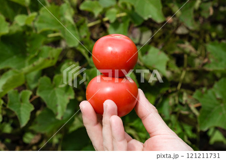 Hand holding two ripe red tomatoes against a backdrop of green leaves. 121211731