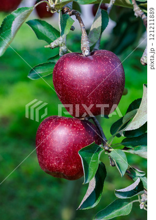 果樹園の美味しいリンゴ品種の秋映（あきばえ） 121211889