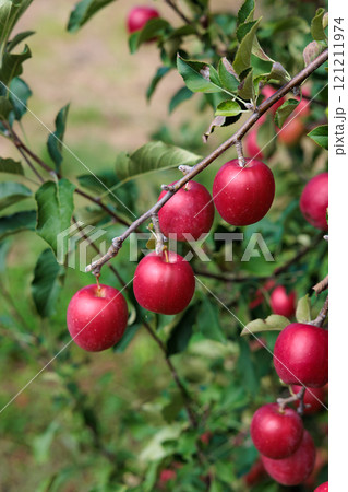 果樹園の美味しい品種のリンゴ　アルプス乙女 121211974