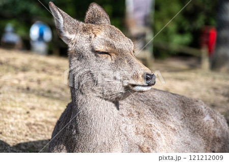 若草山山頂の鹿  若草山山頂の鹿  121212009