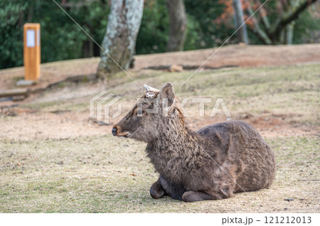 若草山山頂の鹿　 121212013