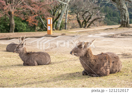 若草山山頂の鹿　 121212017