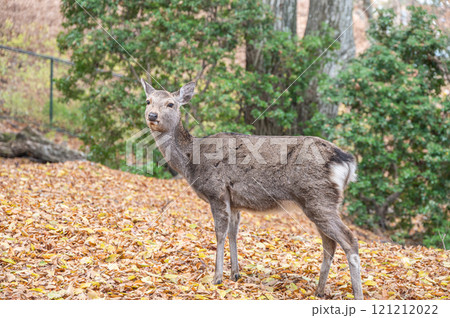 若草山山頂の鹿　 121212022