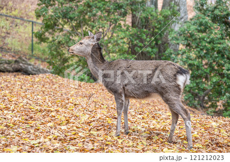 若草山山頂の鹿　 121212023