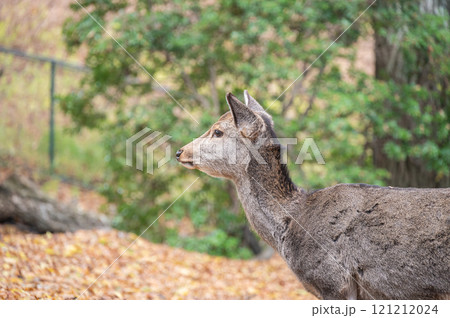 若草山山頂の鹿 若草山山頂の鹿 121212024