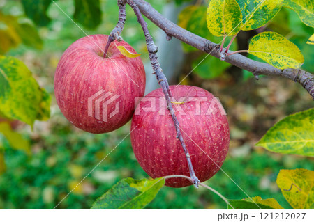 長野県　果樹園のりんご（サンフジ） 121212027