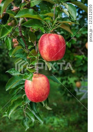 果樹園の美味しい品種のリンゴ　シナノドルチェ 121212050