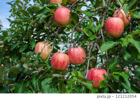 果樹園の美味しい品種のリンゴ　シナノドルチェ 121212054