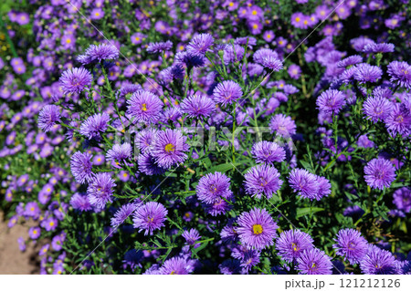 秋のガーデンで満開に咲く紫色の美しい八重咲きアスターの花 121212126
