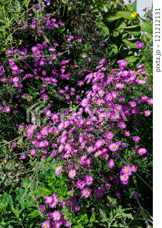 秋のガーデンで満開に咲くピンク色の美しい八重咲きアスターの花 秋のガーデンで満開に咲くピンク色の美しい八重咲きアスターの花 121212131