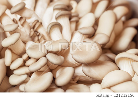 Close-up of fresh oyster mushrooms. Concept of healthy food, natural texture, and vegetarian ingredients Close-up of fresh oyster mushrooms. Concept of healthy food, natural texture, and vegetarian ingredients 121212150