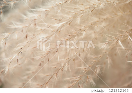 Soft, delicate dried grass macro with fine feathery texture. Nature, minimalism concepts Soft, delicate dried grass macro with fine feathery texture. Nature, minimalism concepts 121212163