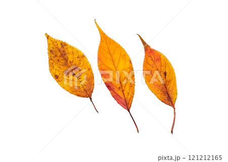 美しく紅葉したサクラの葉 121212165