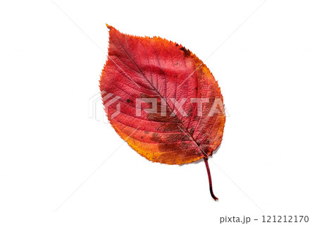 美しく紅葉したサクラの葉 121212170