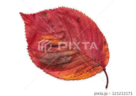 美しく紅葉したサクラの葉 121212171