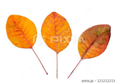 美しく紅葉したスモークツリーの葉 美しく紅葉したスモークツリーの葉 121212213