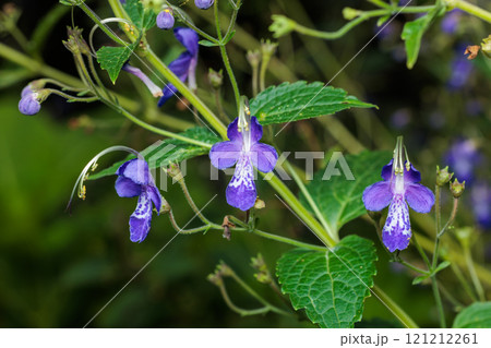 夏のガーデンで美しく咲くカリガネソウの花 夏のガーデンで美しく咲くカリガネソウの花 121212261