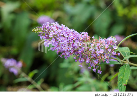 ガーデンの美しいブッドレアの花 ガーデンの美しいブッドレアの花 121212375
