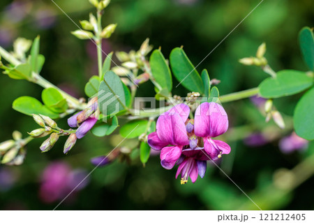 秋の里山に可憐に咲く萩の花 秋の里山に可憐に咲く萩の花 121212405