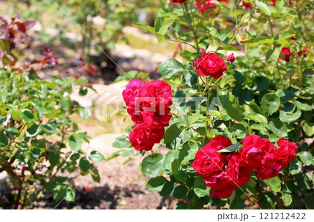 鮮やか　バラの花　リリーマルレーン 121212422