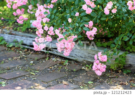 小さいバラの花 ベビーキャロル 小さいバラの花 ベビーキャロル 121212423