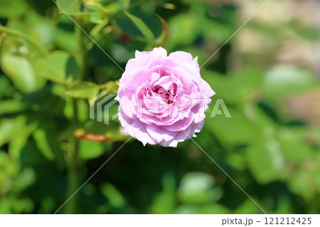 バラの花　ノヴァーリス 121212425