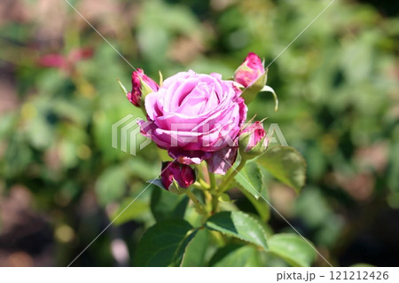 バラの花 マダムビオレ バラの花 マダムビオレ 121212426