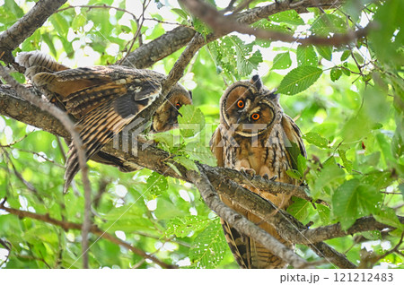 トラフズクの幼鳥 トラフズクの幼鳥 121212483