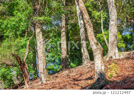 春日山原始林 奈良市 春日山原始林 奈良市 121212497