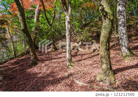 春日山原始林 奈良市 春日山原始林 奈良市 121212500