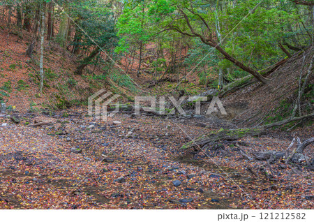 落ち葉散る春日山原始林の渓流 奈良市 落ち葉散る春日山原始林の渓流 奈良市 121212582