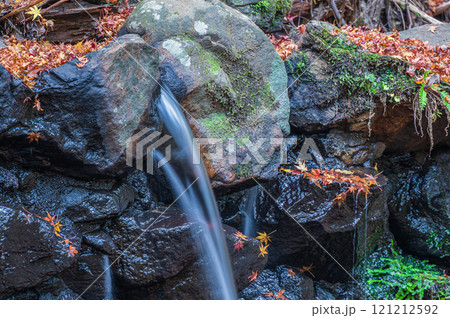 落ち葉散る春日山原始林の渓流 奈良市 落ち葉散る春日山原始林の渓流 奈良市 121212592