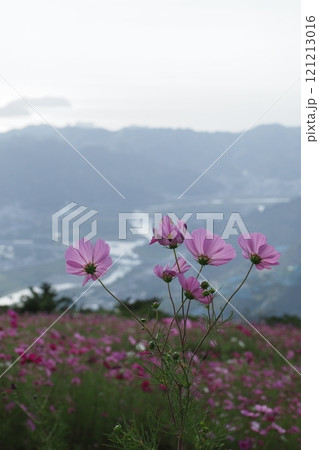 コスモスパークからみる下界の景色 121213016