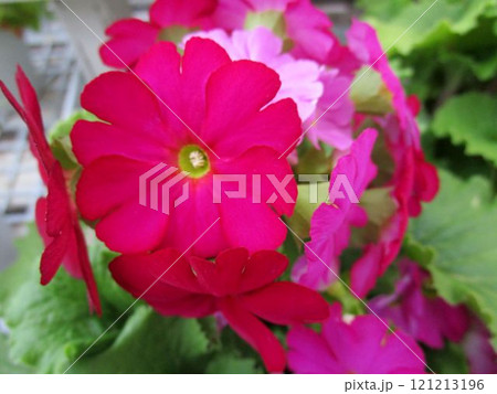 ピンクのプリムラの花のアップ 121213196