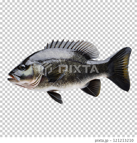 魚のイメージイラスト 魚のイメージイラスト 121213210