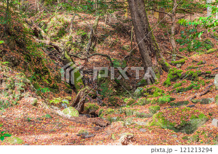 落ち葉散る春日山原始林　奈良市 121213294