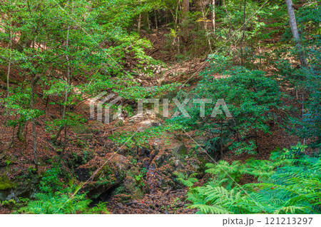 春日山原始林　奈良市 121213297