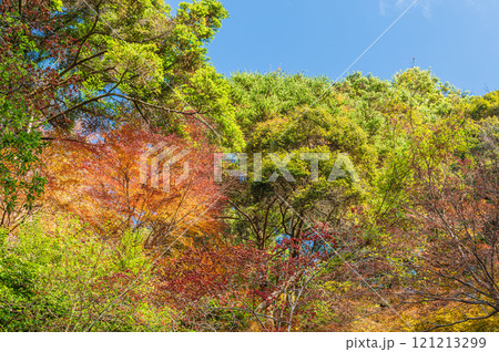 春日山原始林　奈良市 121213299