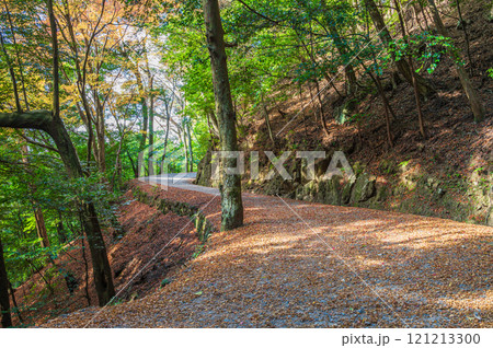 春日山原始林 落ち葉散る遊歩道 奈良市 春日山原始林 落ち葉散る遊歩道 奈良市 121213300