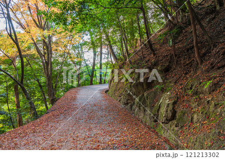春日山原始林　落ち葉散る遊歩道　奈良市 121213302